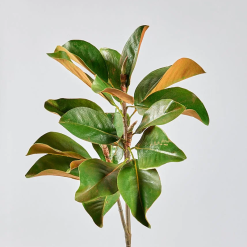 Magnolia Leaf Branch